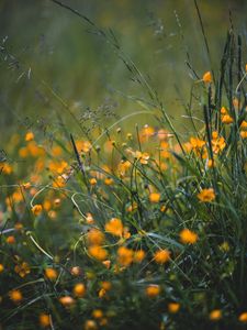 Preview wallpaper grass, flowers, yellow, field, wild