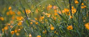 Preview wallpaper grass, flowers, yellow, field, wild