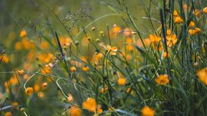 Preview wallpaper grass, flowers, yellow, field, wild