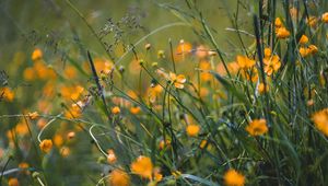 Preview wallpaper grass, flowers, yellow, field, wild