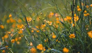 Preview wallpaper grass, flowers, yellow, field, wild