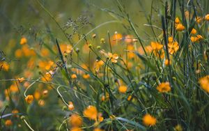 Preview wallpaper grass, flowers, yellow, field, wild