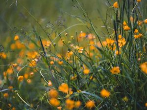 Preview wallpaper grass, flowers, yellow, field, wild