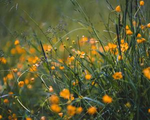 Preview wallpaper grass, flowers, yellow, field, wild