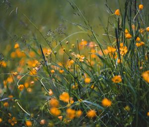 Preview wallpaper grass, flowers, yellow, field, wild