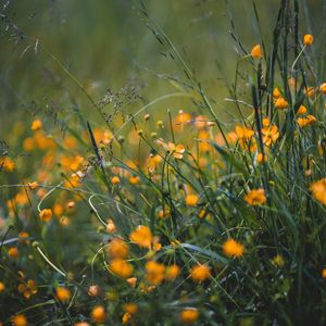 Preview wallpaper grass, flowers, yellow, field, wild