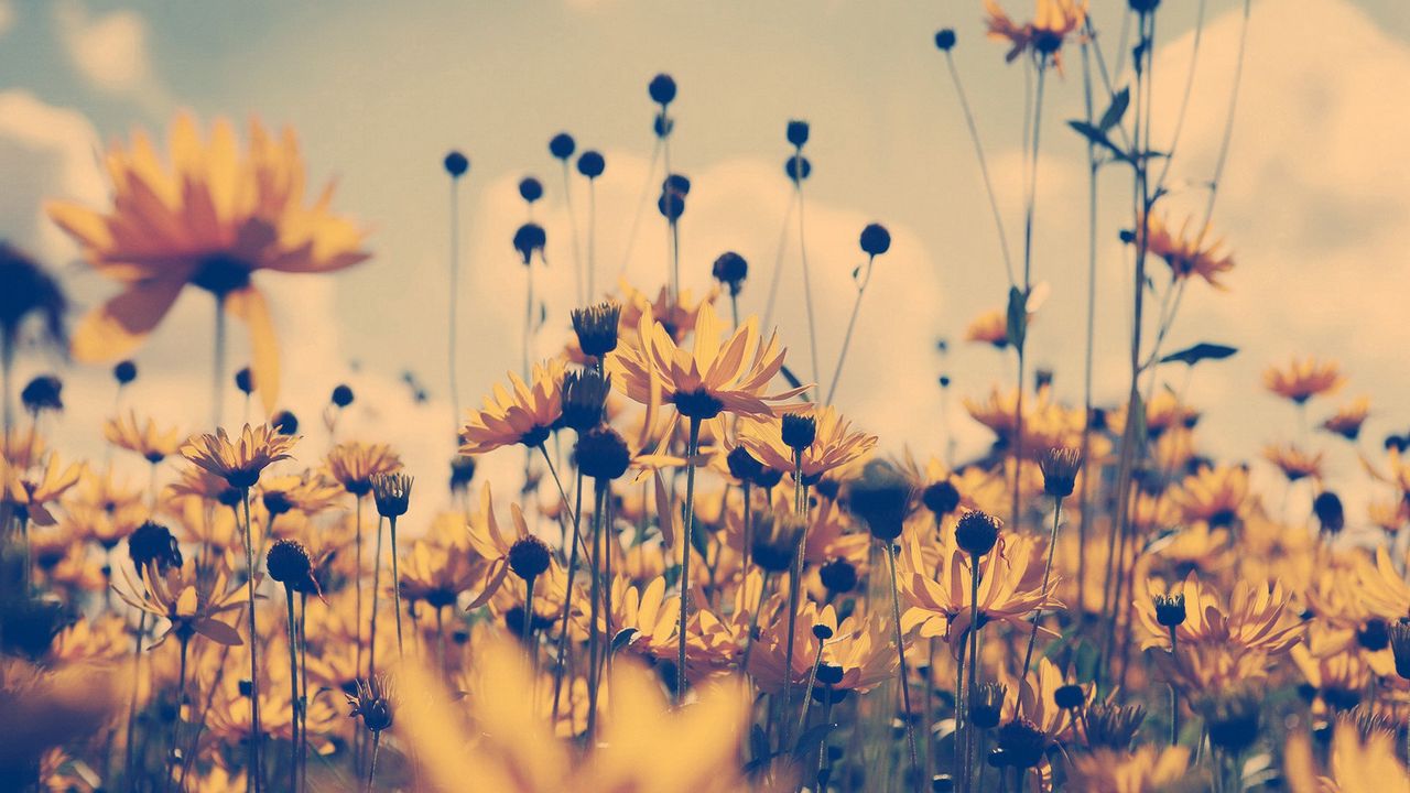 Wallpaper grass, flowers, yellow, light