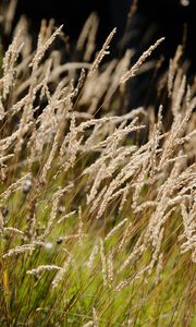 Preview wallpaper grass, fluff, plants, nature