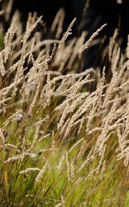 Preview wallpaper grass, fluff, plants, nature