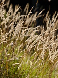 Preview wallpaper grass, fluff, plants, nature