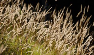 Preview wallpaper grass, fluff, plants, nature