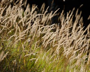 Preview wallpaper grass, fluff, plants, nature