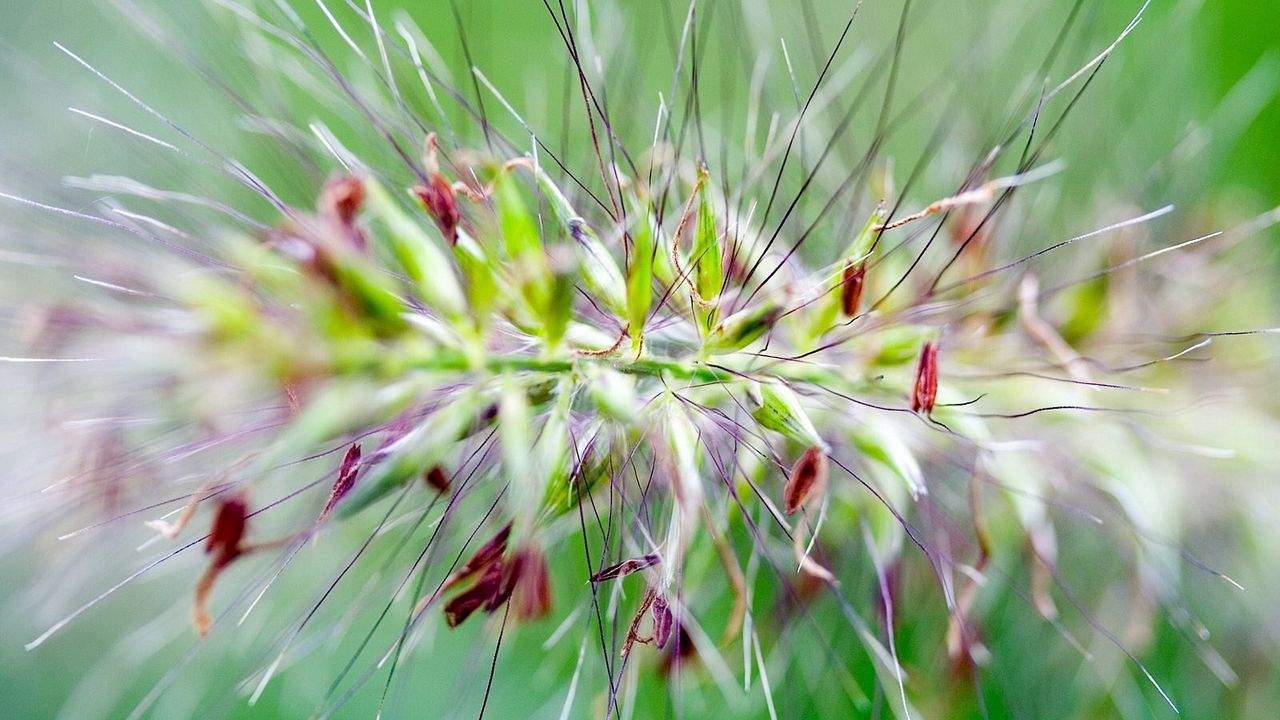Wallpaper grass, fluffy, needles, green