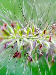 Preview wallpaper grass, fluffy, needles, green