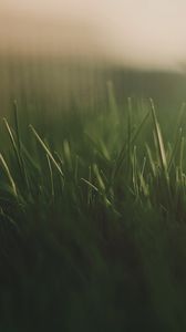 Preview wallpaper grass, fog, light, dark, background