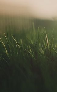 Preview wallpaper grass, fog, light, dark, background