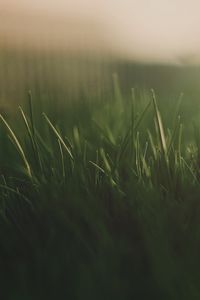 Preview wallpaper grass, fog, light, dark, background