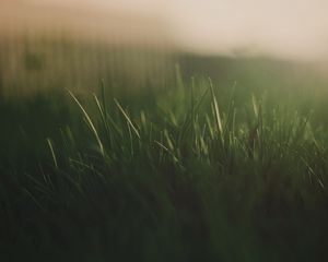 Preview wallpaper grass, fog, light, dark, background