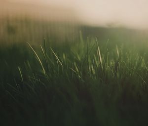 Preview wallpaper grass, fog, light, dark, background