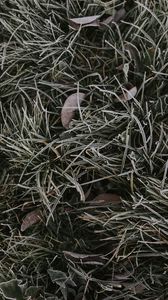 Preview wallpaper grass, foliage, hoarfrost