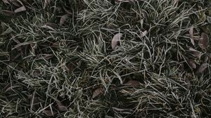 Preview wallpaper grass, foliage, hoarfrost