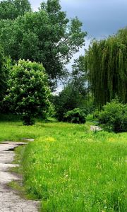 Preview wallpaper grass, forest, trees, trail