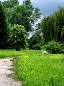 Preview wallpaper grass, forest, trees, trail