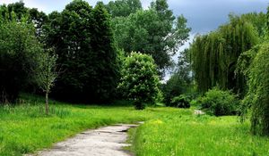 Preview wallpaper grass, forest, trees, trail