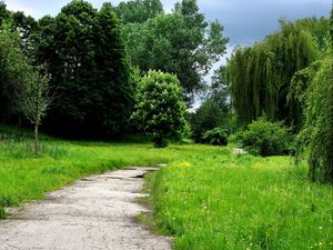 Preview wallpaper grass, forest, trees, trail