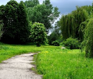 Preview wallpaper grass, forest, trees, trail