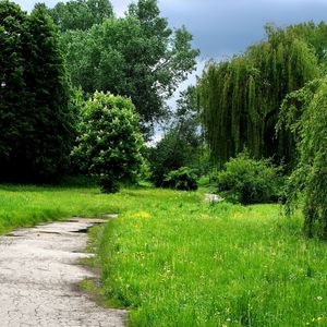 Preview wallpaper grass, forest, trees, trail