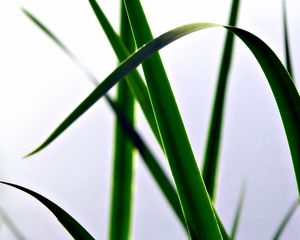 Preview wallpaper grass, form, bright, meadow