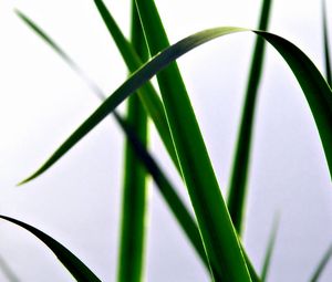 Preview wallpaper grass, form, bright, meadow