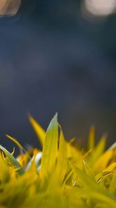 Preview wallpaper grass, form, glare, background, bright