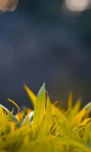 Preview wallpaper grass, form, glare, background, bright