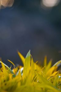 Preview wallpaper grass, form, glare, background, bright