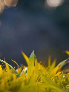 Preview wallpaper grass, form, glare, background, bright