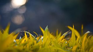 Preview wallpaper grass, form, glare, background, bright