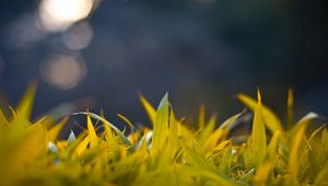 Preview wallpaper grass, form, glare, background, bright