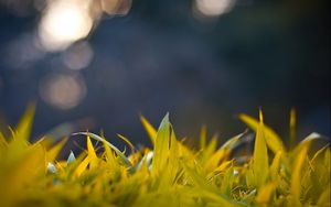 Preview wallpaper grass, form, glare, background, bright