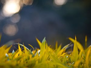 Preview wallpaper grass, form, glare, background, bright