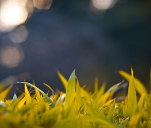 Preview wallpaper grass, form, glare, background, bright