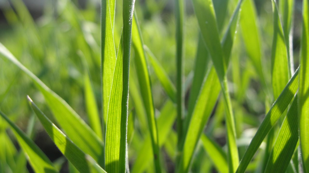 Wallpaper grass, form, plant, field