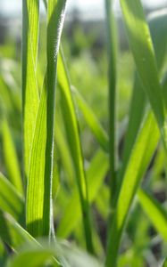 Preview wallpaper grass, form, plant, field