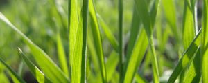 Preview wallpaper grass, form, plant, field