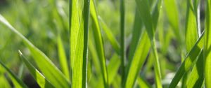 Preview wallpaper grass, form, plant, field