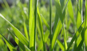 Preview wallpaper grass, form, plant, field