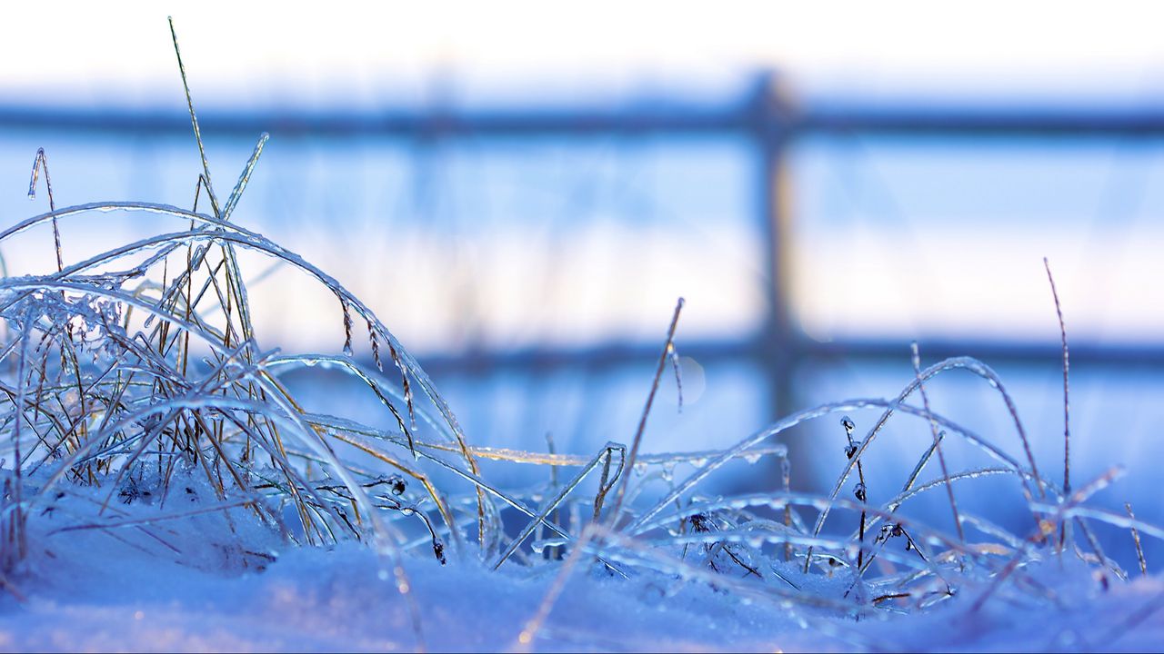 Wallpaper grass, frost, cold, snow, winter