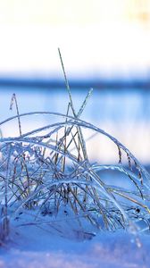 Preview wallpaper grass, frost, cold, snow, winter