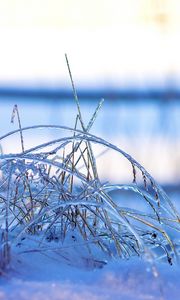 Preview wallpaper grass, frost, cold, snow, winter